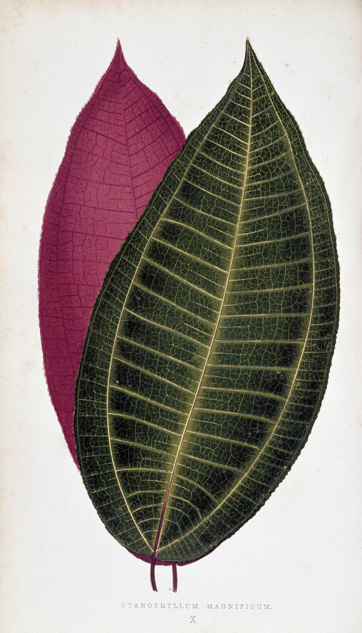 Blad af Cyanophyllum Magnificum. Botanisk tavle i "" Planter med farverigt løv. af Joseph Edward and Howard W Lowe