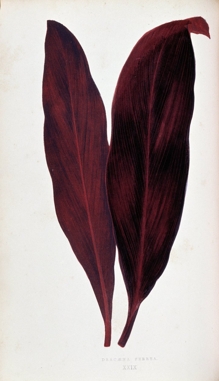 Blad af Dracaena ferrea i "" Planter med farverigt løv. Samling af de mest bemærkelsesværdige arter brugt til at dekorere haver, drivhuse og lejligheder af Edward Joseph Lowe og W. Howard, medlemmer af London Horticulture Society. Oversat fra Eng af Joseph Edward and Howard W Lowe