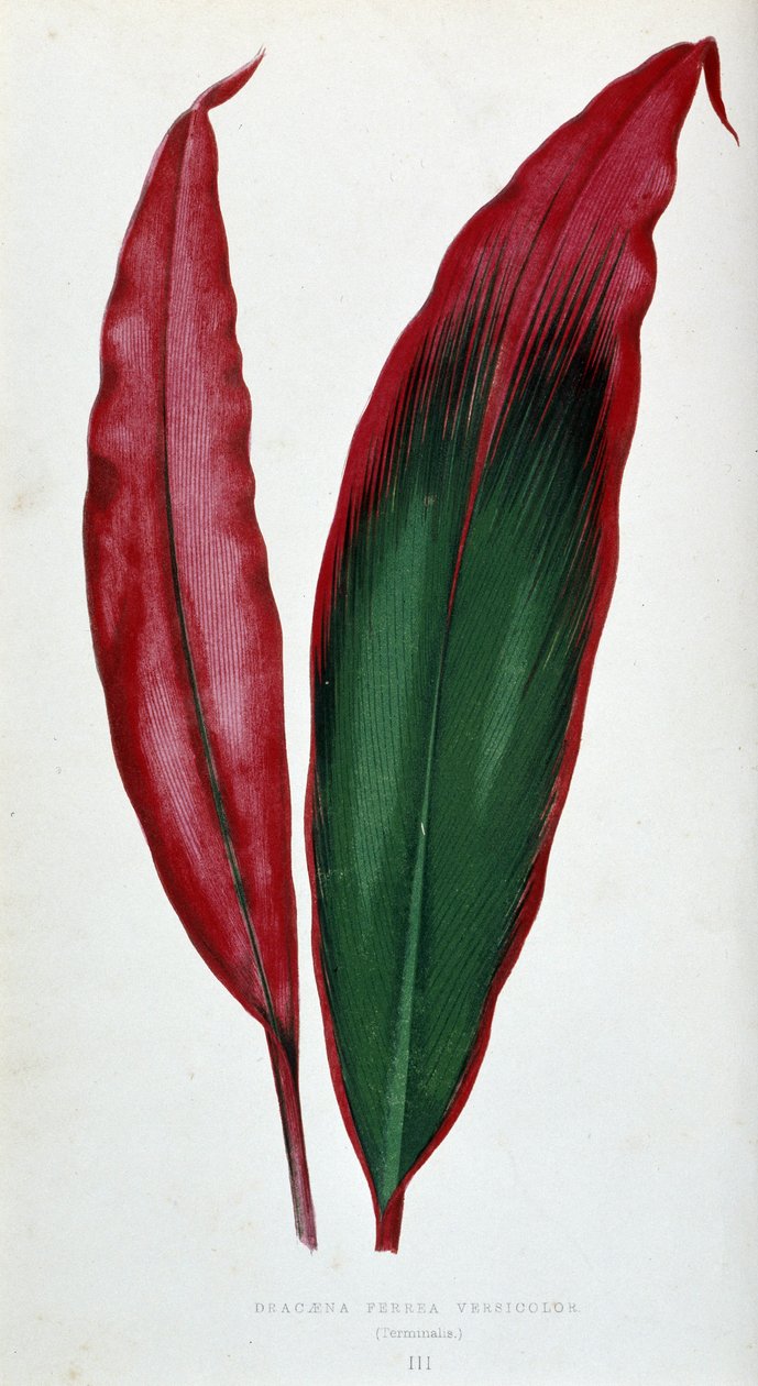 Blad af Dracaena ferrea versicolor. Botanisk tavle i "" Planter med farverigt løv. af Joseph Edward and Howard W Lowe