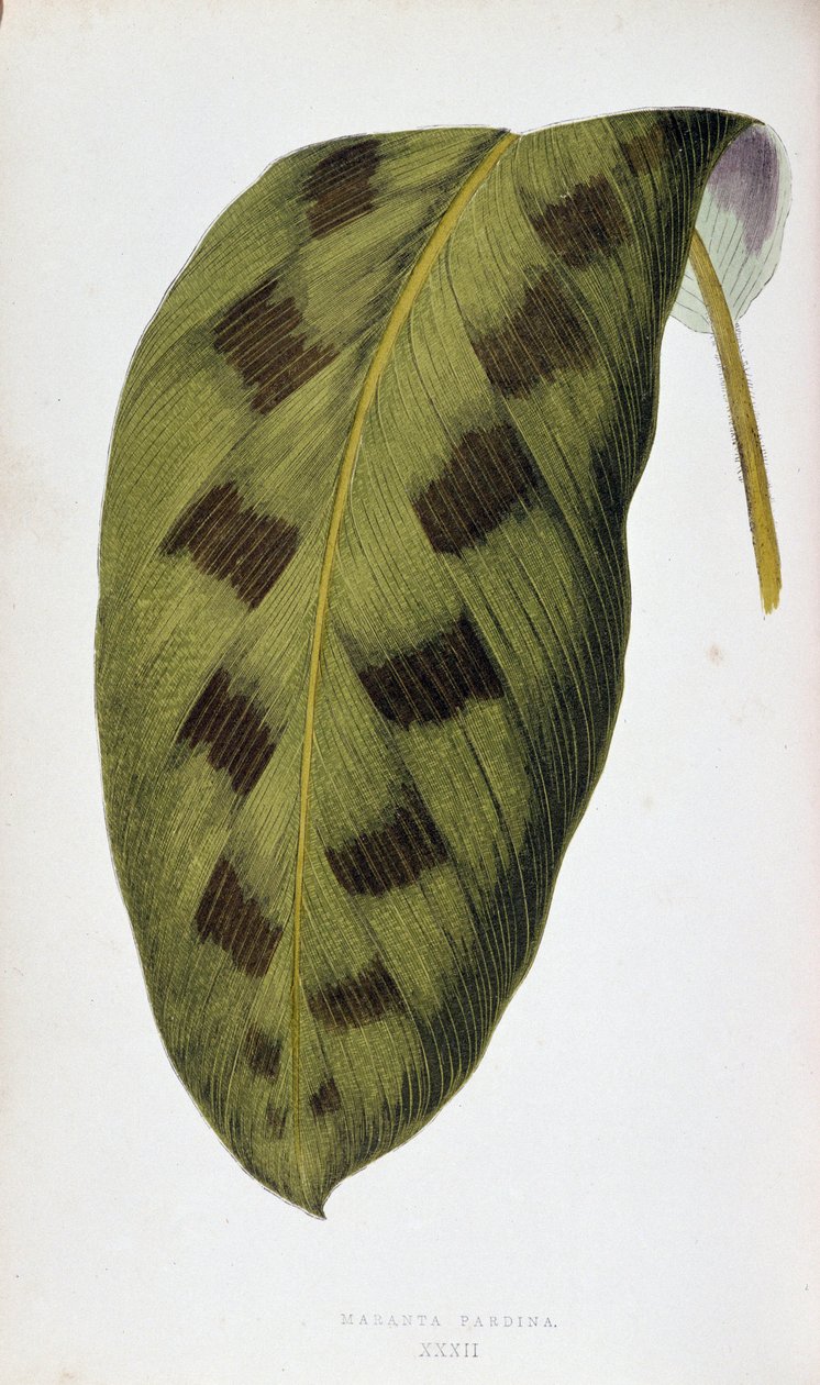 Blad af Maranta Pardina. Botanisk tavle i "" Planter med farverigt løv. Samling af de mest bemærkelsesværdige arter brugt til at dekorere haver, drivhuse og lejligheder af Edward Joseph Lowe og W. Howard, medlemmer af London Horticulture Society. Tr af Joseph Edward and Howard W Lowe