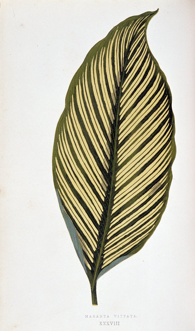 Blad af Maranta Vittata. Botanisk tavle i "" Planter med farverigt løv. Samling af de mest bemærkelsesværdige arter brugt til at dekorere haver, drivhuse og lejligheder af Edward Joseph Lowe og W. Howard, medlemmer af London Horticulture Society. Tr af Joseph Edward and Howard W Lowe