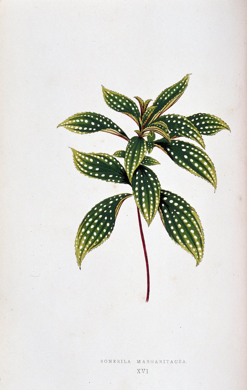 Blad af Sonerila margaritacea. Botanisk tavle i "" Planter med farverigt løv. Samling af de mest bemærkelsesværdige arter brugt til at dekorere haver, drivhuse og lejligheder af Edward Joseph Lowe og W. Howard, medlemmer af London Horticulture Socie af Joseph Edward and Howard W Lowe