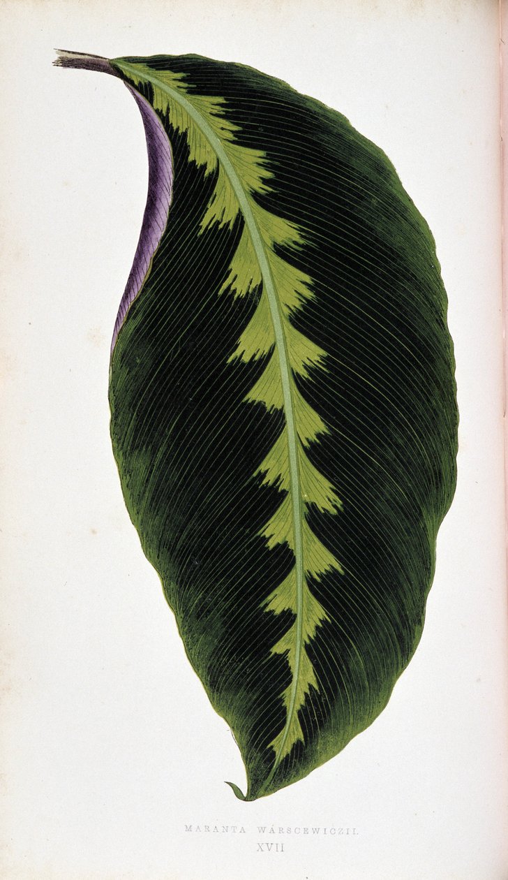 Maranta blad warscewiczii. Botanisk tavle i "" Planter med farverigt løv. af Joseph Edward and Howard W Lowe