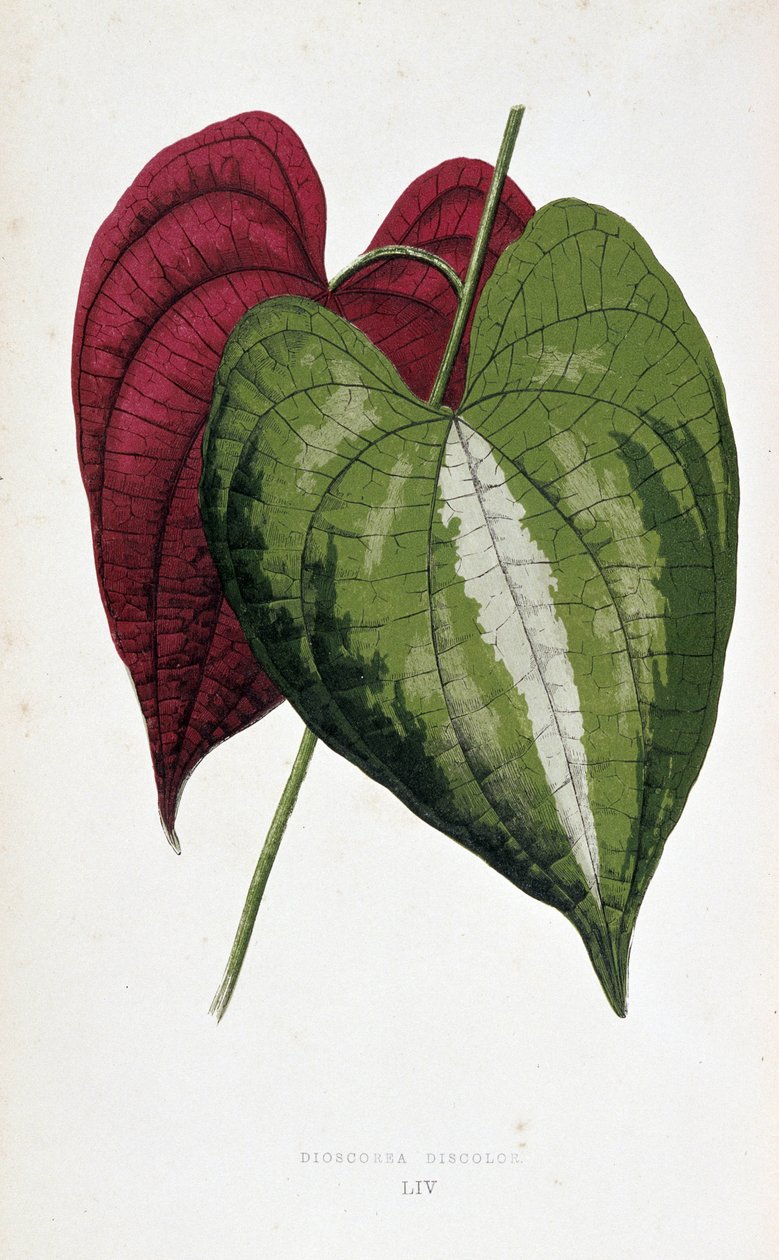 Yam blade i 2 farver (Dioscorea discolor). Botanisk tavle i "" Planter med farverigt løv. Samling af de mest bemærkelsesværdige arter brugt til at dekorere haver, drivhuse og lejligheder af Edward Joseph Lowe og W. Howard, medlemmer af London Hort af Joseph Edward and Howard W Lowe