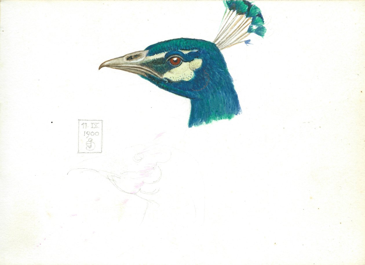 Head of a Peacock, 11 IX, 1900 (blyant, pen og blæk og wc på papir) af Joseph Edward Southall