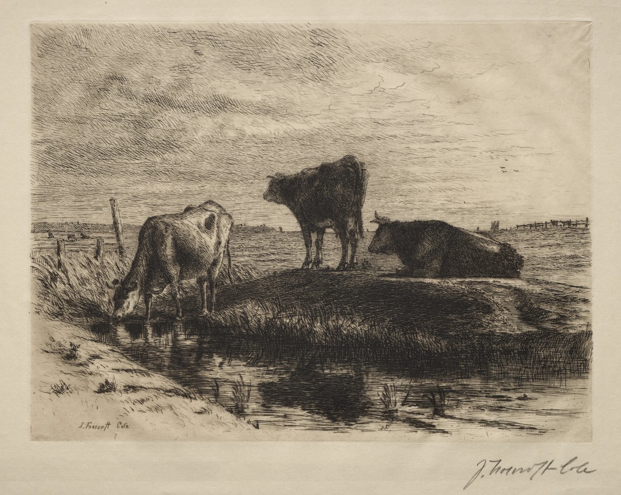De tre køer. af Joseph Foxcroft Cole