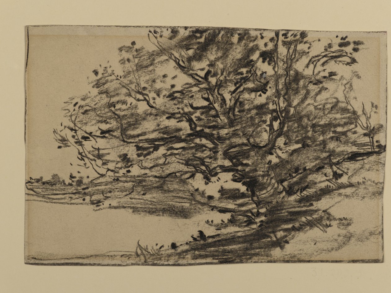 Study of Trees, 1870 (grafit på papir) af Joseph Frank Currier