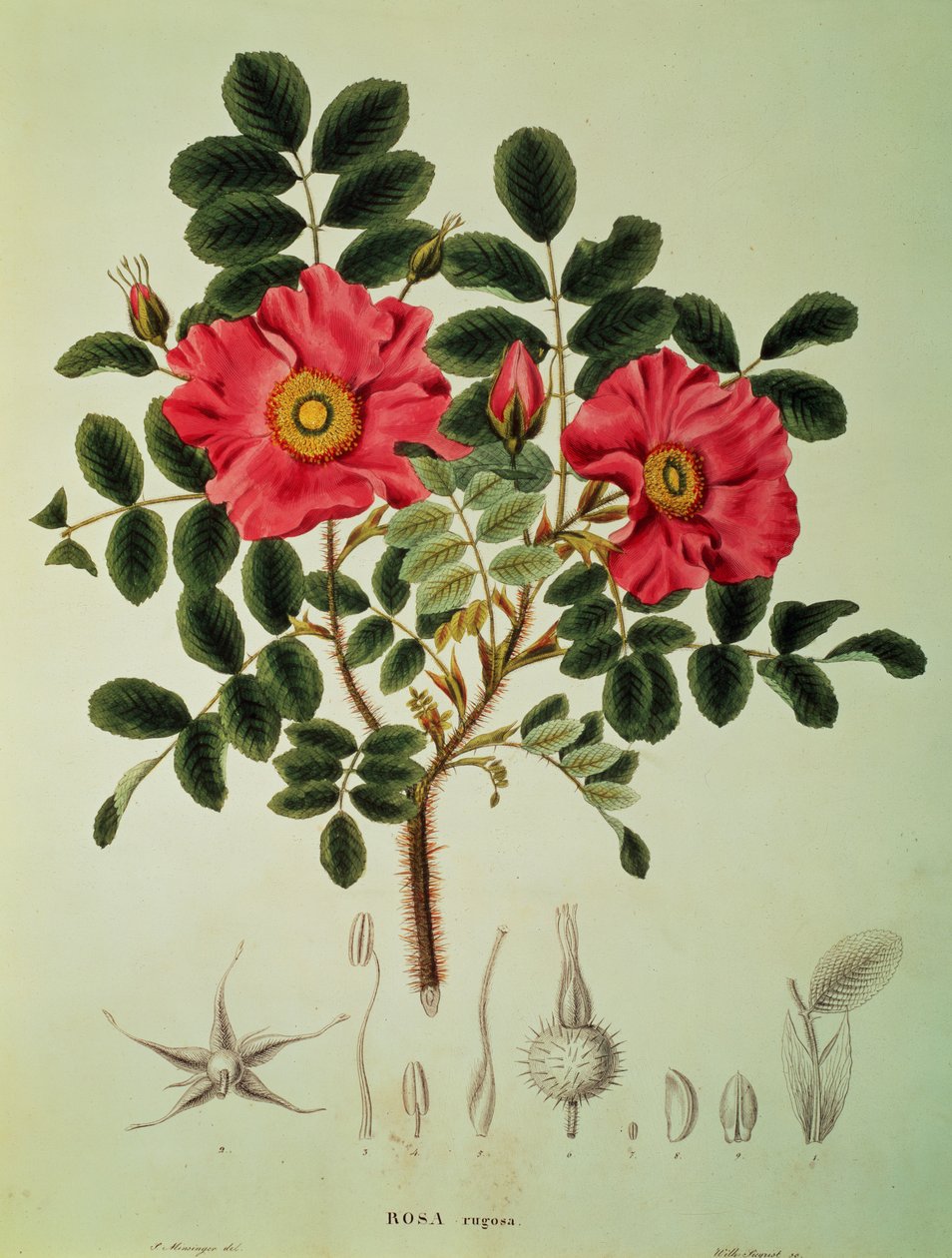 Rosa rugosa, fra 
