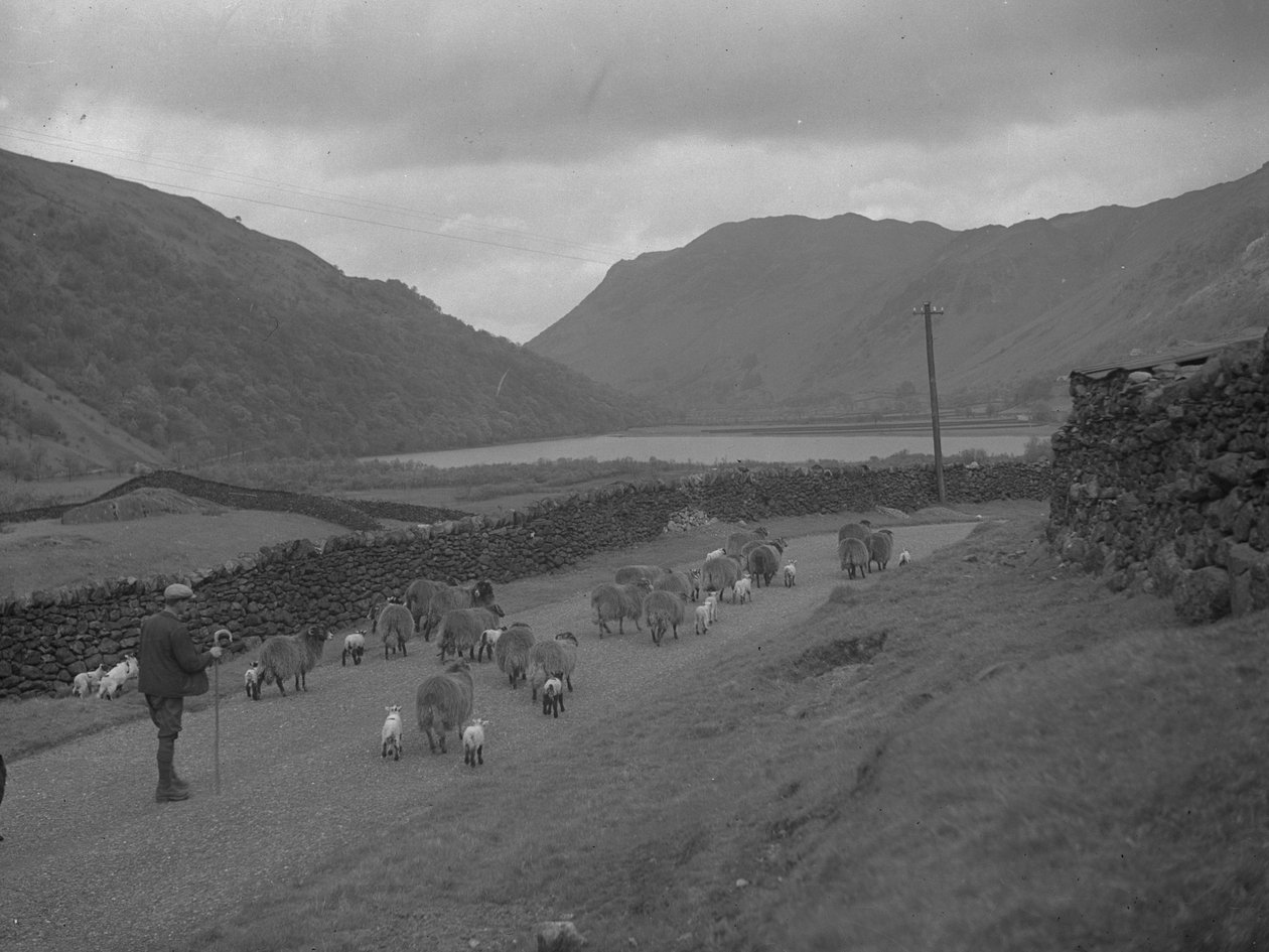 En landmand driver en flok får og lam langs en vej med søen og fjeldet i baggrunden. af Joseph Hardman