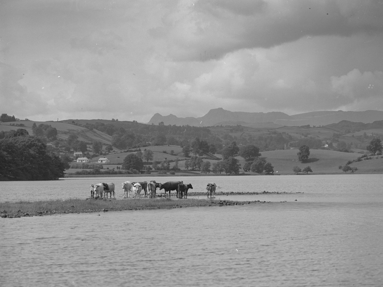 En gruppe køer står på en sandbanke i Esthwaite Water. af Joseph Hardman
