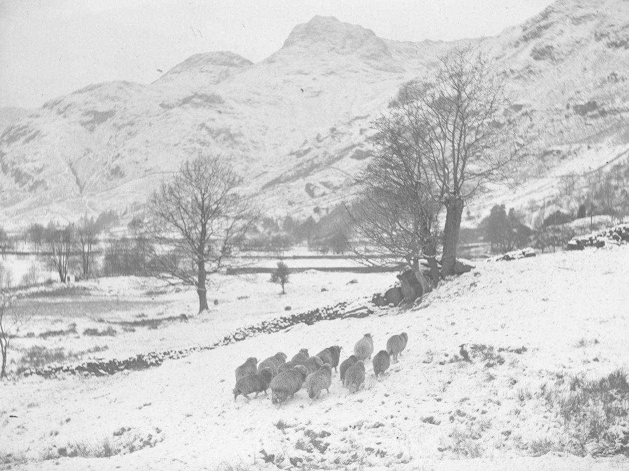 Fåreflok i sneen ved Langdale af Joseph Hardman