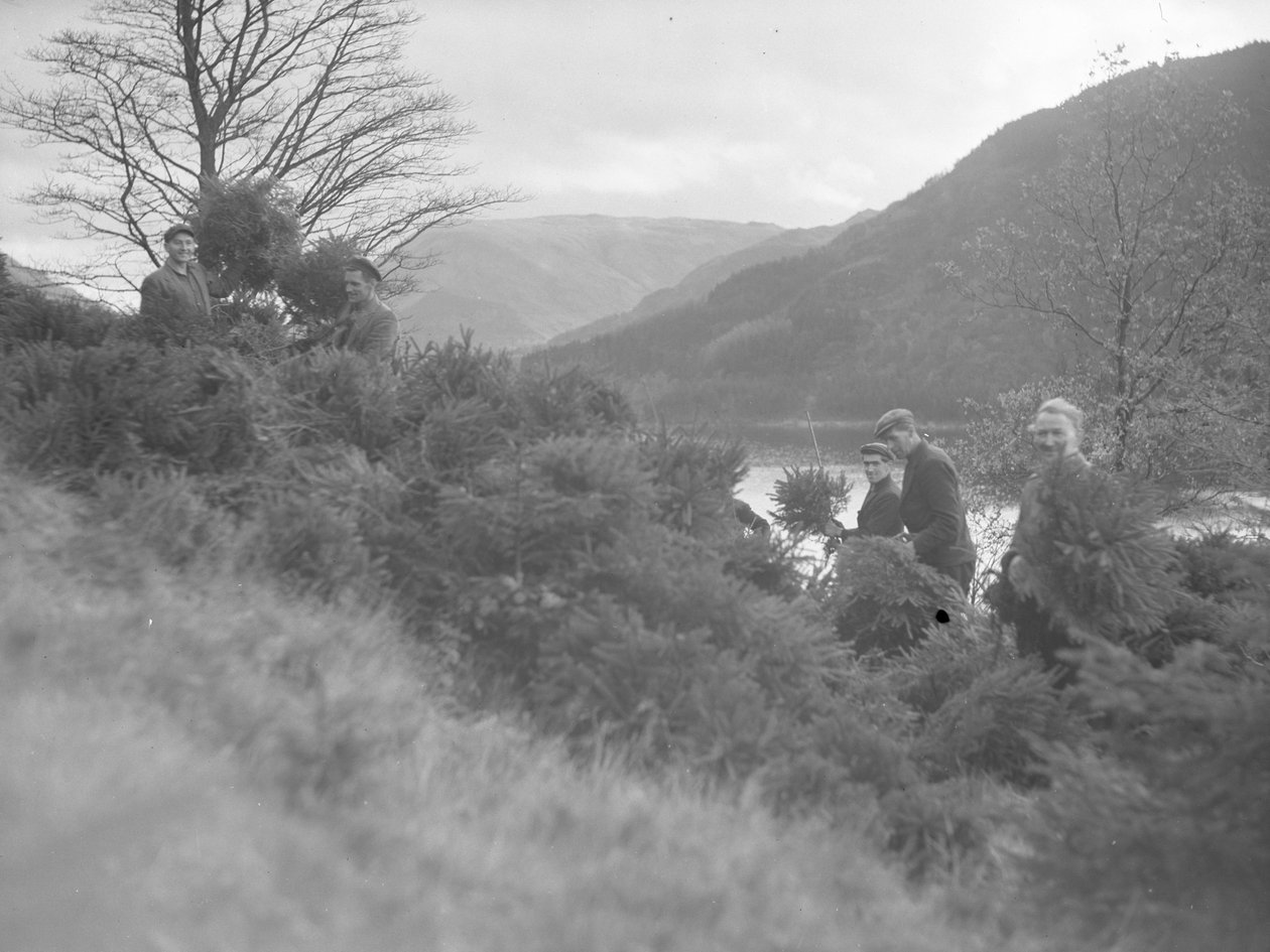 Mænd arbejder blandt fældede juletræer ved Thirlmere af Joseph Hardman