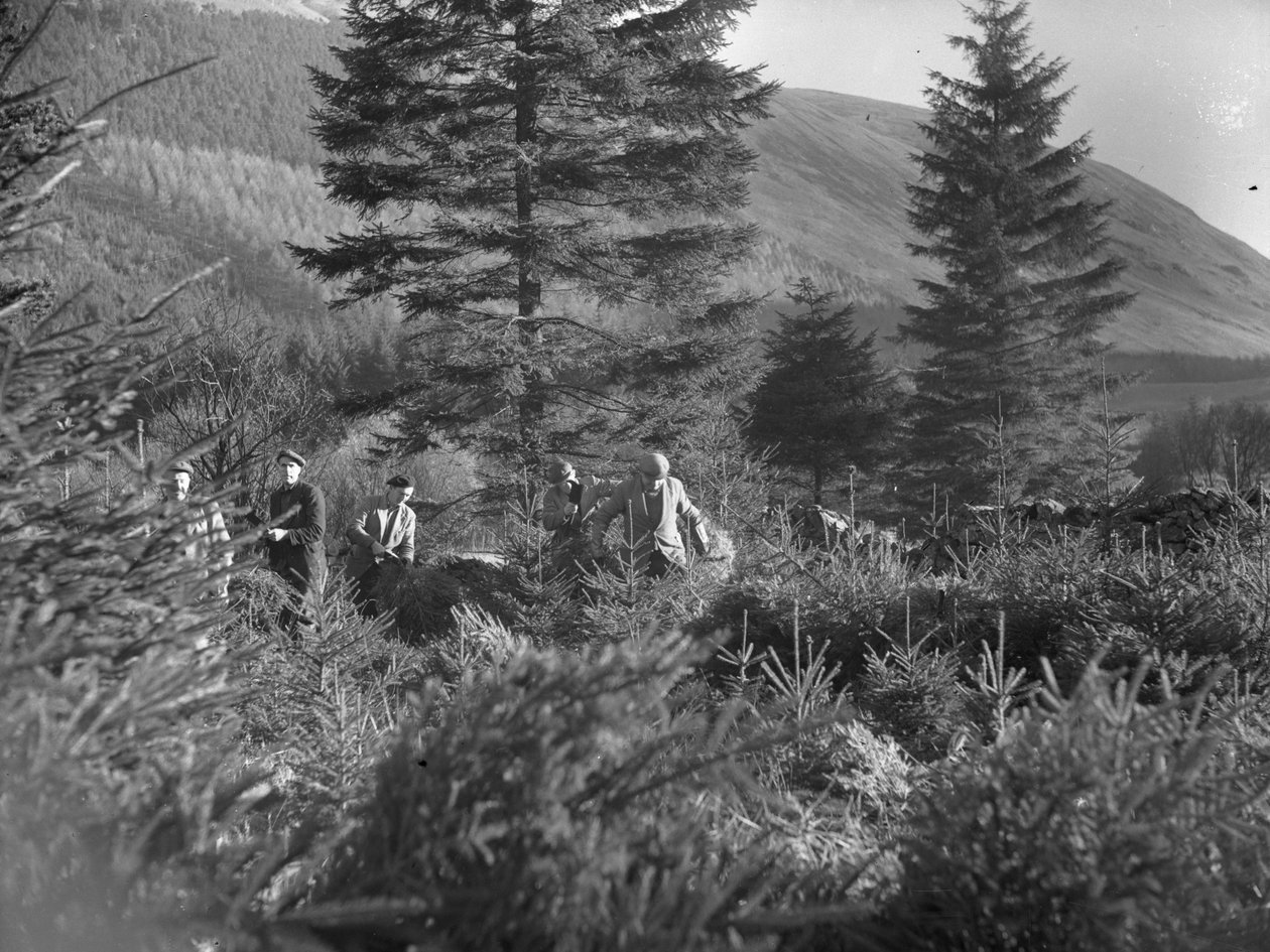 Mænd arbejder blandt fældede juletræer ved Thirlmere af Joseph Hardman