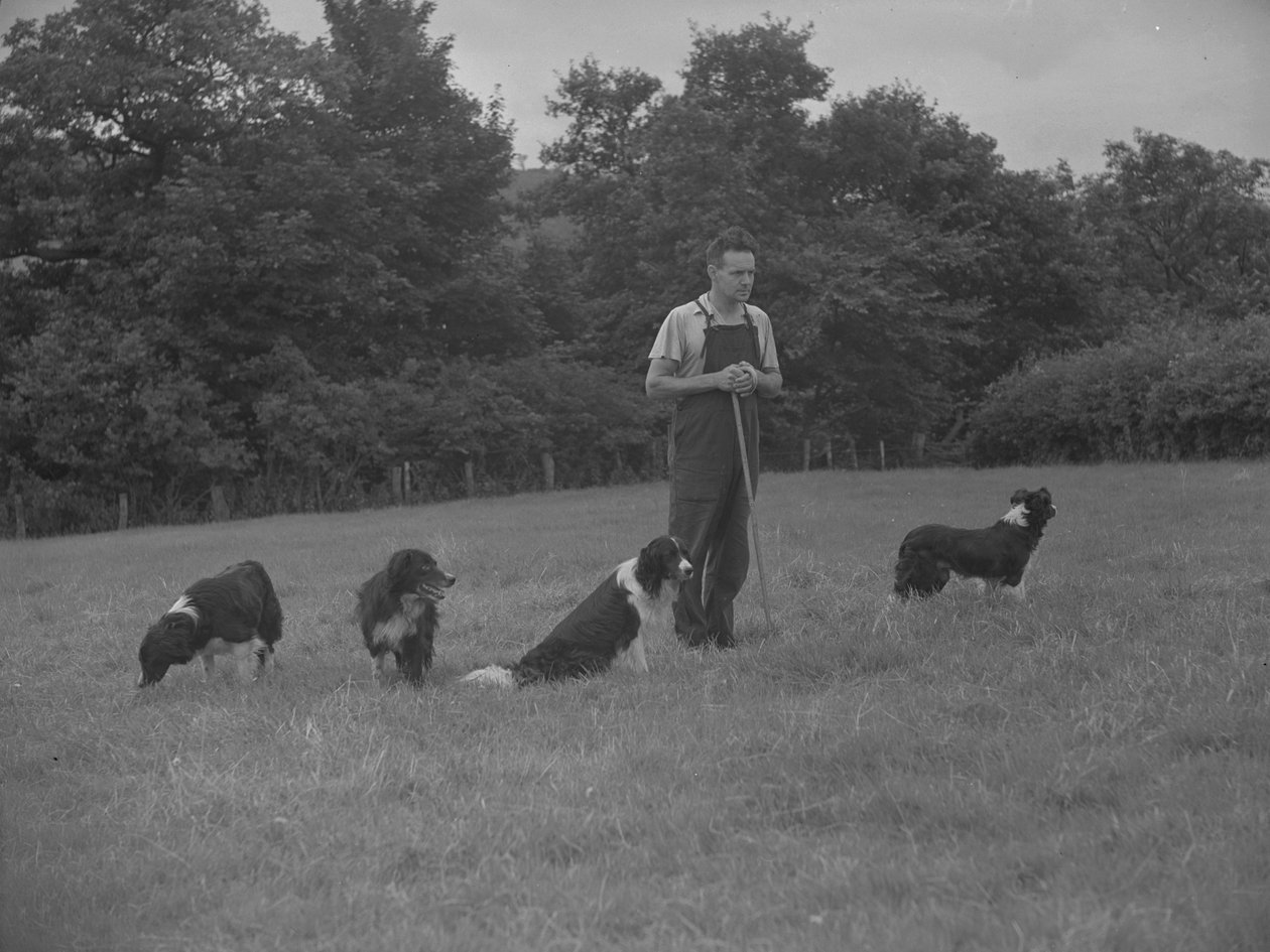 Schæferhund og fire hunde af Joseph Hardman