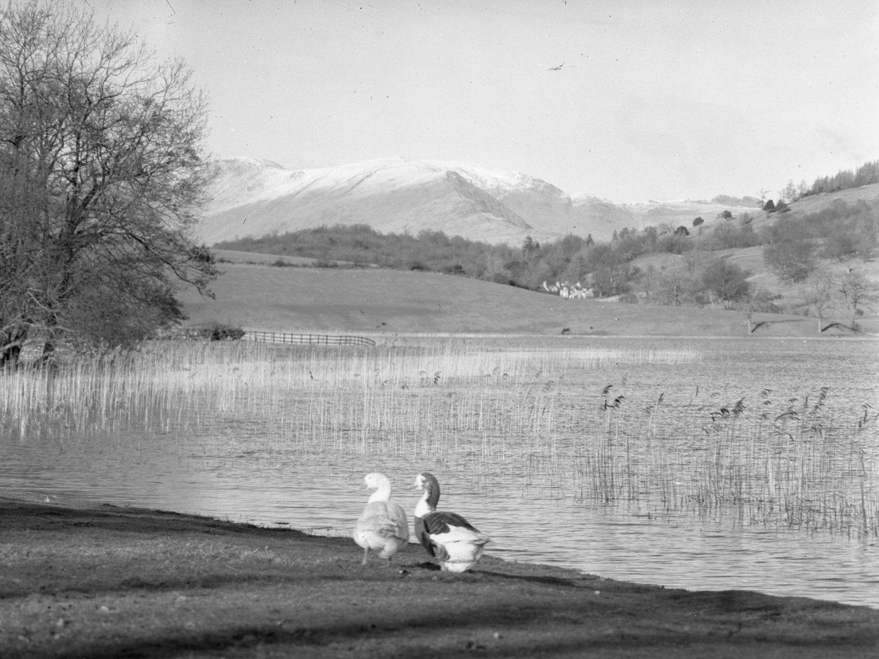 To gæs i vandkanten ved Esthwaite Water, snedækkede fjelde i baggrunden af Joseph Hardman