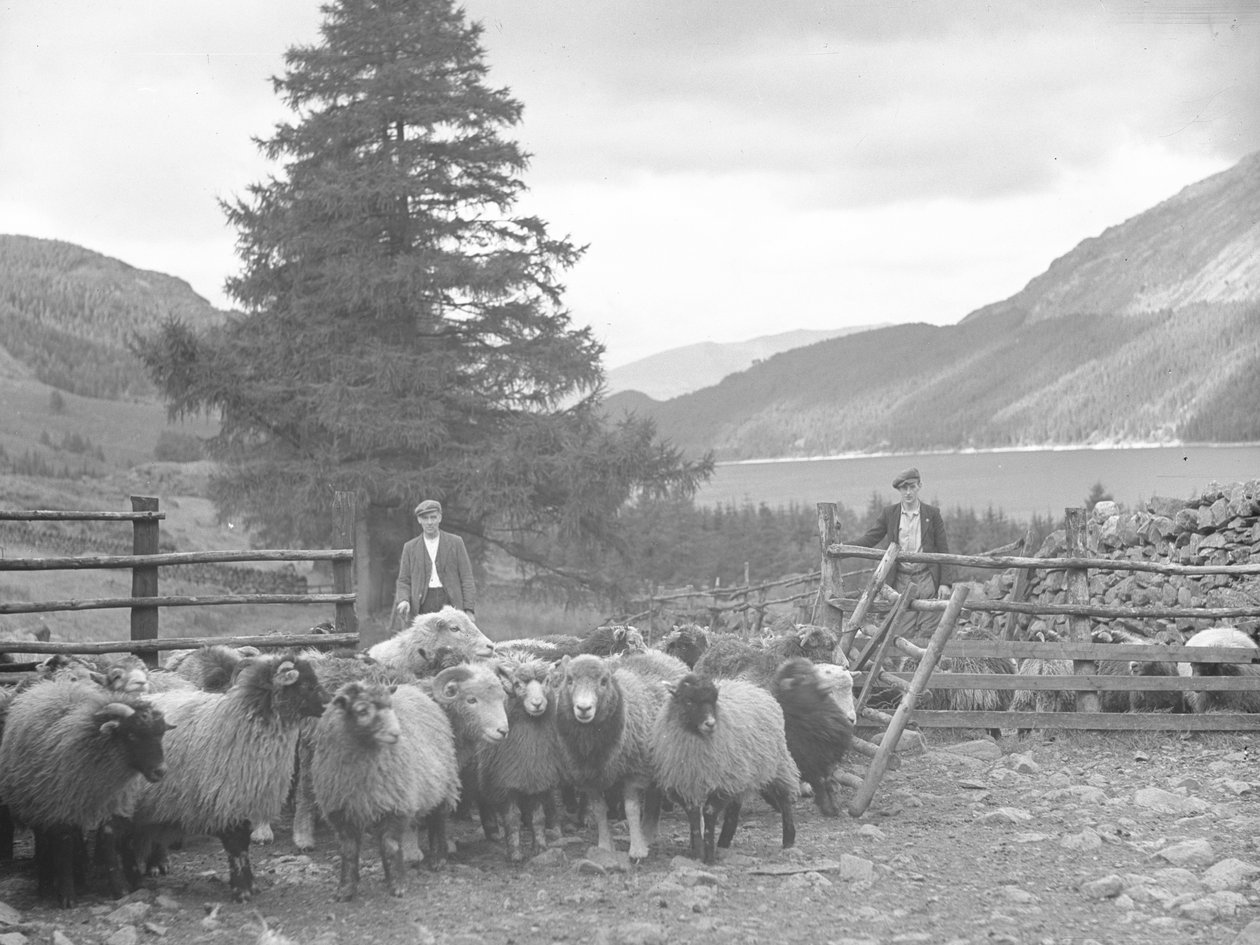 To fårehyrder med en fåreflok og Thirlmere bagved af Joseph Hardman