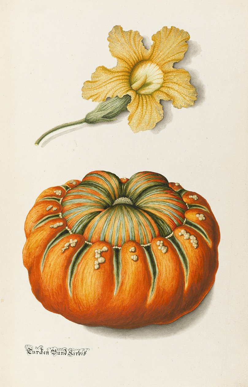 Courgette og et græskar (pen og blæk med wc og kropsfarve på papir) af Joseph Jacob Plenck