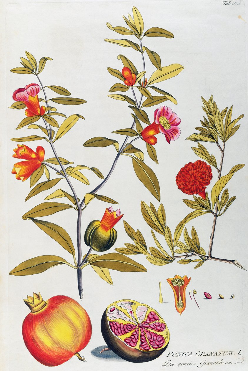 Granatæble (Punica granatum) af Joseph Jacob von Plenck (1735-1807), fra Icons of Medicine Plants, Wien af Joseph Jacob Plenck