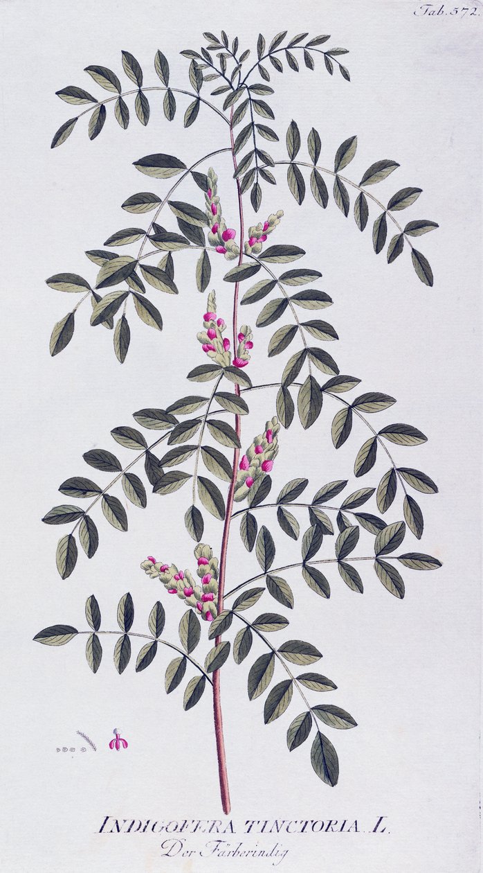 Ægte indigo (Indigofera tinctoria) af Joseph Jacob von Plenck (1735-1807), fra Icones plantarum medicinalium, Wien af Joseph Jacob Plenck