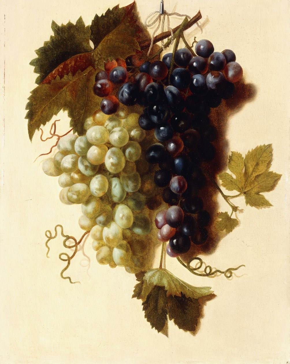 Klaser af grønne og røde druer ophængt i et reb, ca. 1796 af Joseph Laurent Malaine