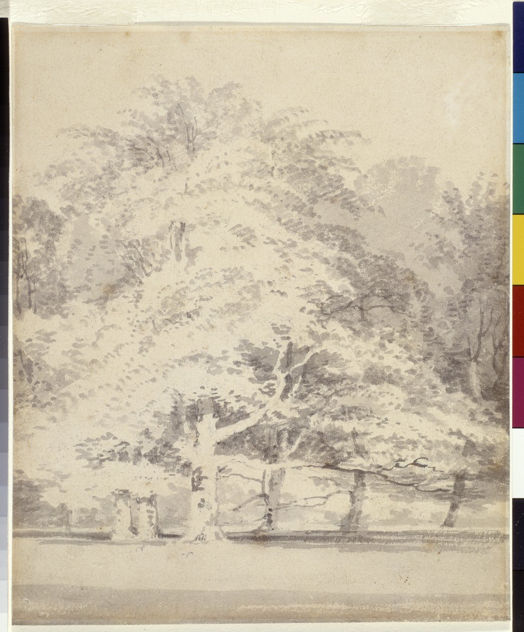 Bøgetræer (grå blæk skyller over blyant på hvidt papir) af Joseph Mallord William Turner