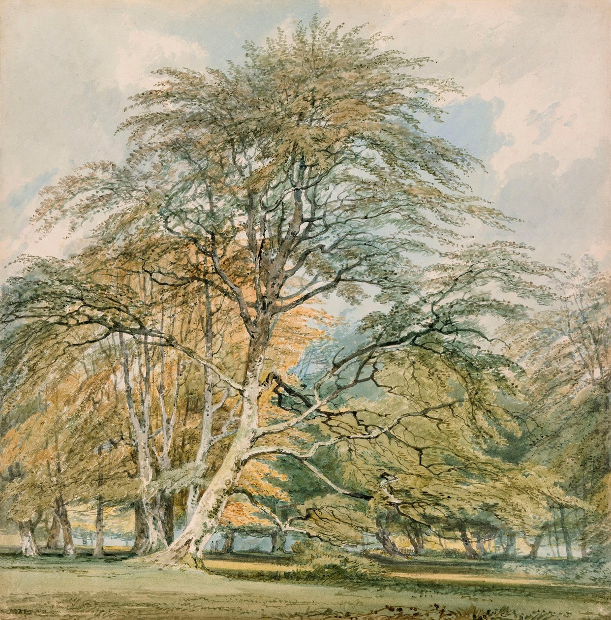 Bøgetræer i Norbury Park, Leatherhead, Surrey af Joseph Mallord William Turner