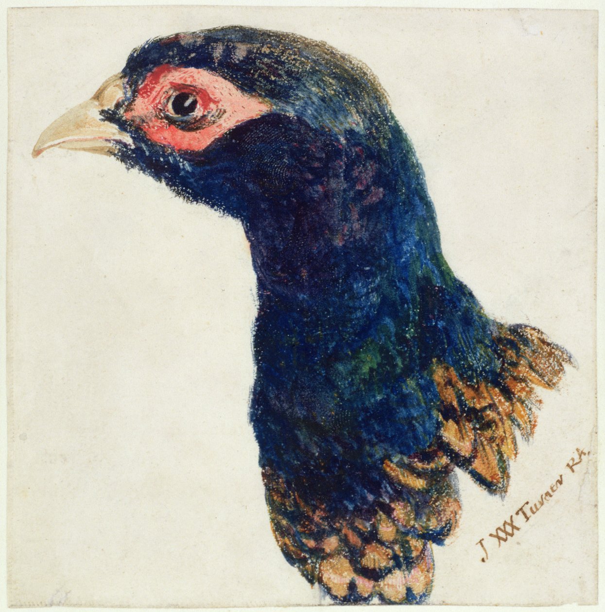 Cock Pheasant, The Farnley Book of Birds, ca. 1816 (pen & blæk og akvarel på papir) af Joseph Mallord William Turner
