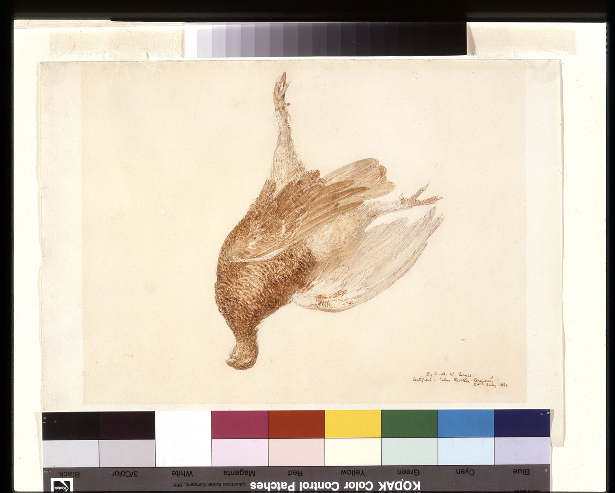 Dead Grouse (akvarel over blyant på hvidt vævet papir) af Joseph Mallord William Turner