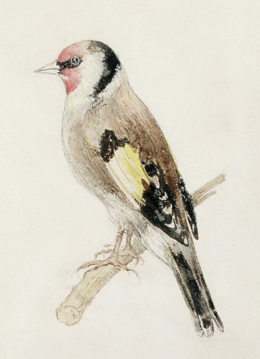 Goldfinch, fra The Farnley Book of Birds, ca. 1816 (blyant og akvarel på papir) af Joseph Mallord William Turner