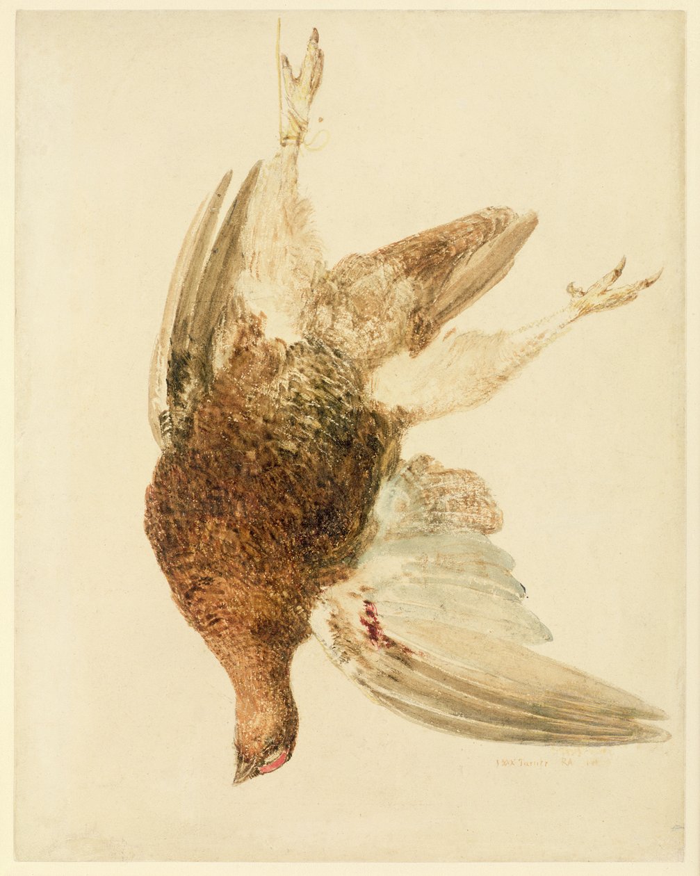 Grouse, fra The Farnely Book of Birds, ca. 1816 (blyant og akvarel på papir) af Joseph Mallord William Turner