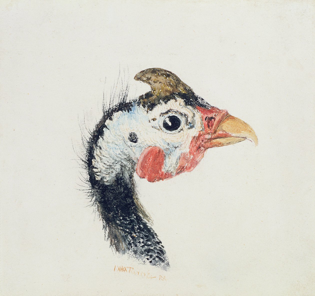 Perlehøns, fra The Farnley Book of Birds, ca. 1816 af Joseph Mallord William Turner