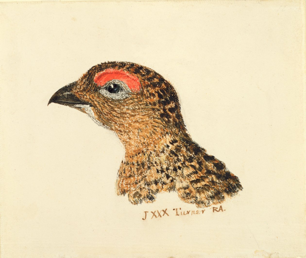Head of Grouse, fra The Farnley Book of Birds, ca. 1816 (blyant og akvarel på papir) af Joseph Mallord William Turner
