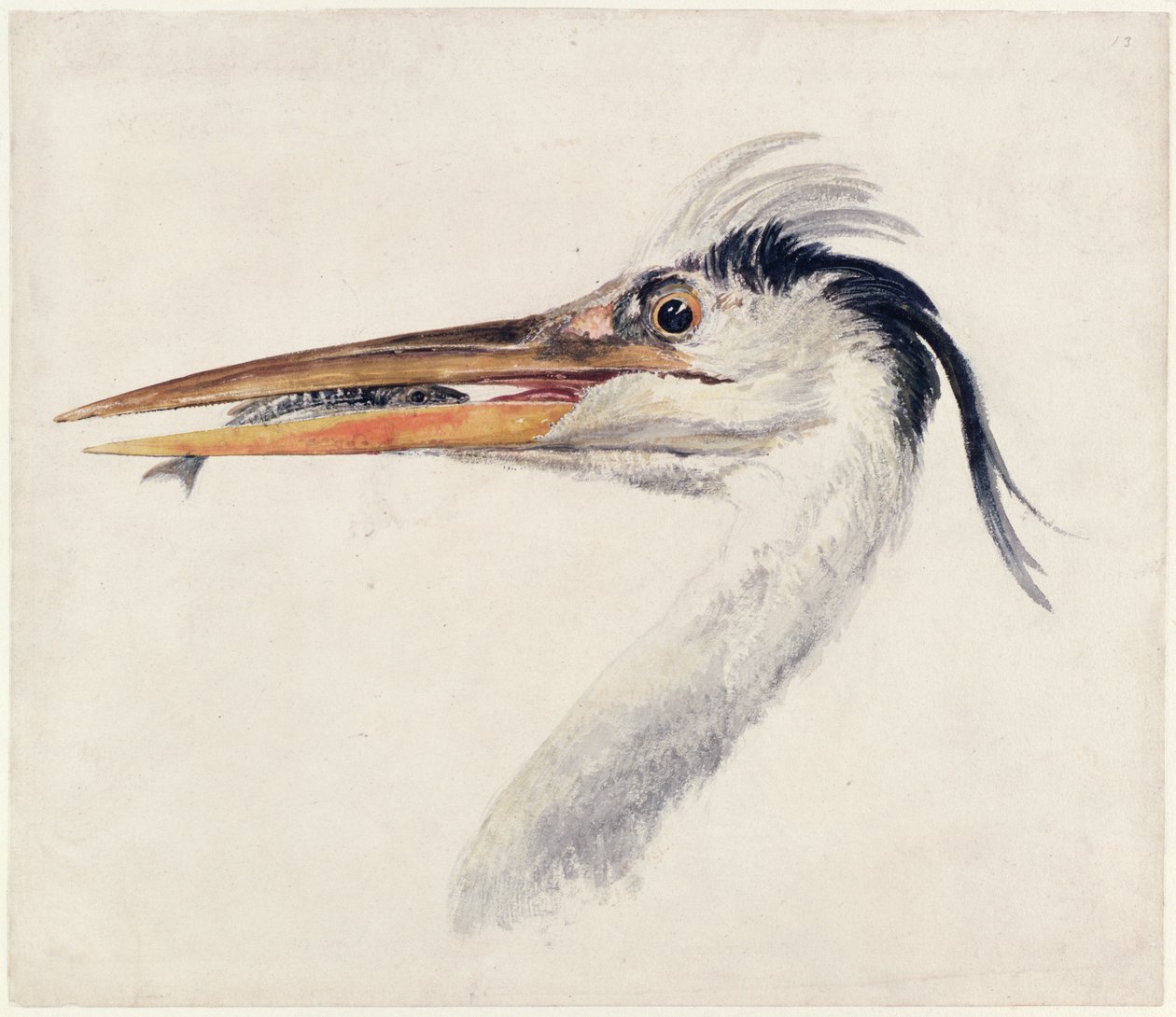 Heron, fra The Farnley Book of Birds, ca. 1816 (pen & blæk og akvarel på papir) af Joseph Mallord William Turner