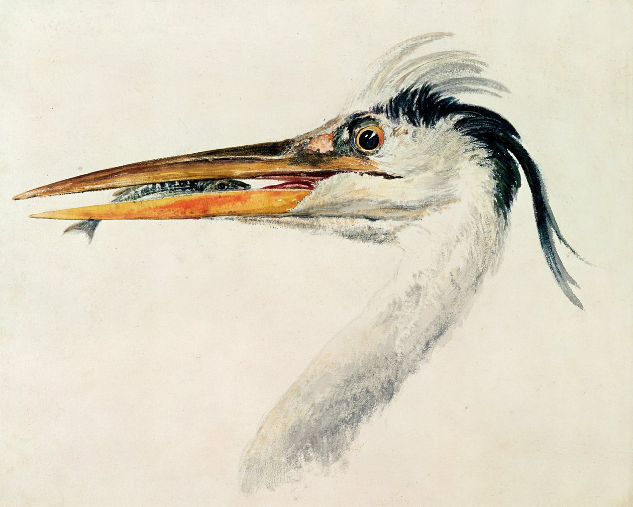 Hejre med en fisk af Joseph Mallord William Turner