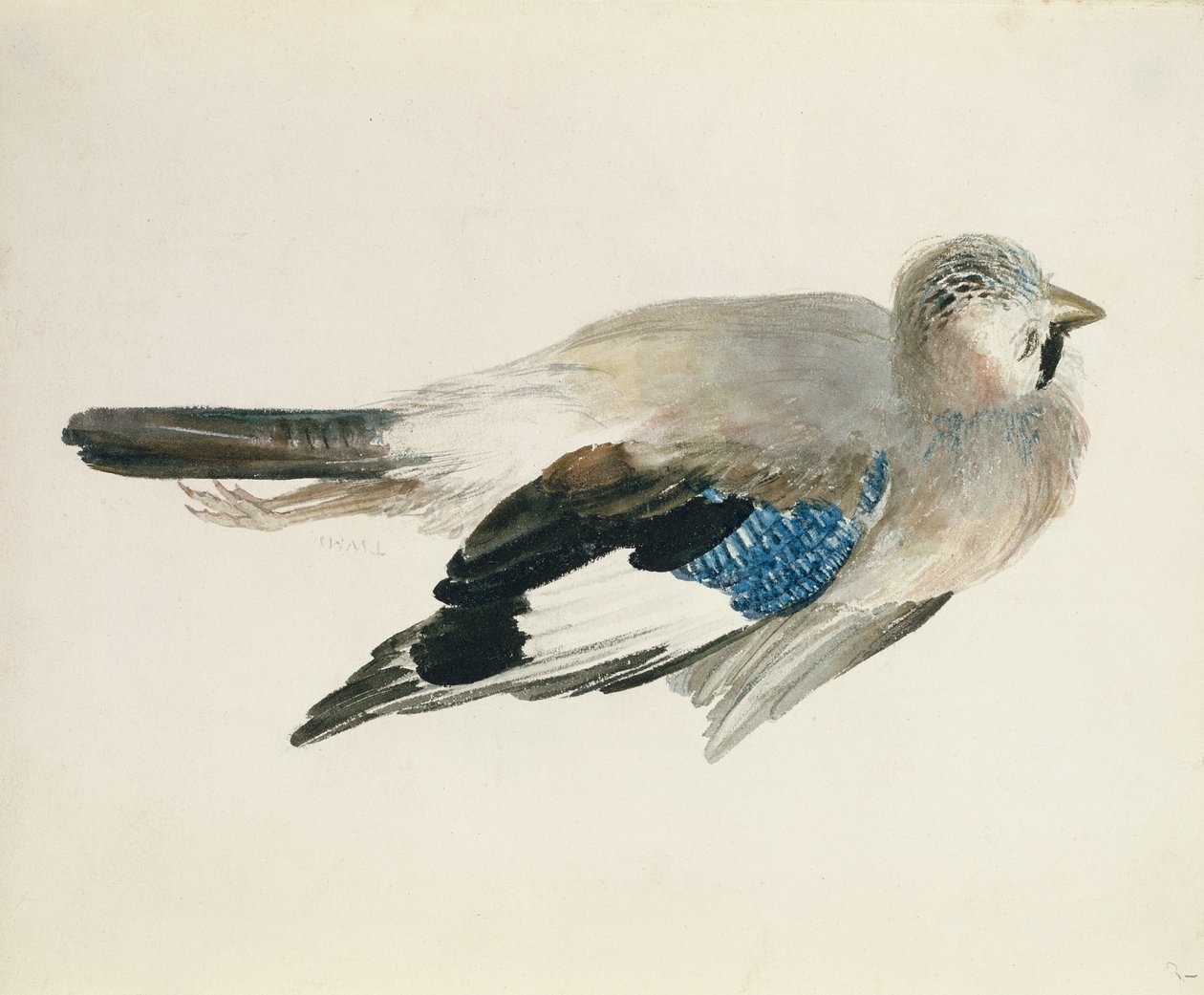 Jay, fra The Farnley Book of Birds, ca. 1816 (blyant og akvarel på papir) af Joseph Mallord William Turner