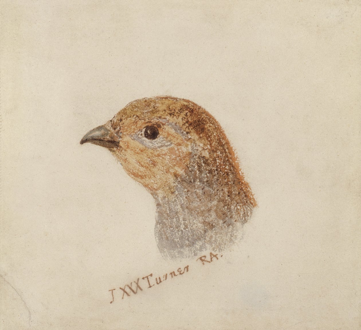 Agerhøne, fra The Farnley Book of Birds, ca. 1816 (blyant og akvarel på papir) af Joseph Mallord William Turner