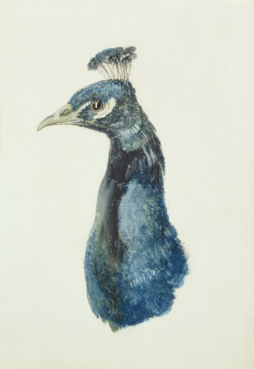 Peacock, fra The Farnley Book of Birds, ca. 1816 (blyant og akvarel på papir) af Joseph Mallord William Turner
