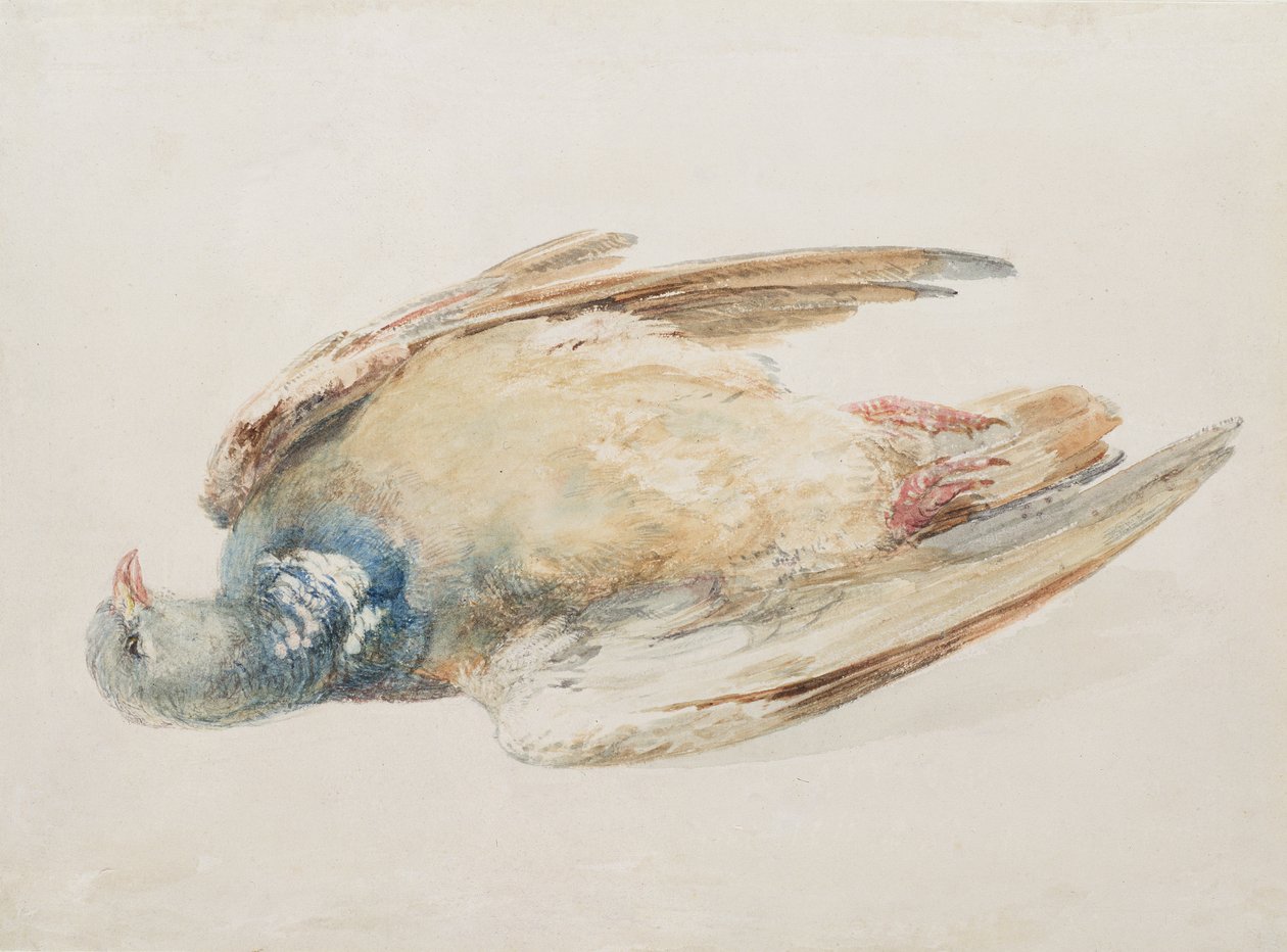 Pigeon, fra The Farnley Book of Birds, ca. 1816 (blyant og akvarel på papir) af Joseph Mallord William Turner