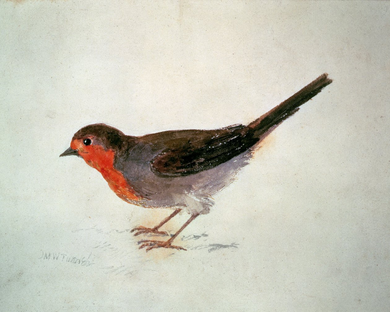 Robin, fra The Farnley Book of Birds, ca. 1816 (blyant og akvarel på papir) af Joseph Mallord William Turner