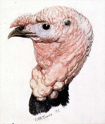 Tyrkiet, fra The Farnley Book of Birds, ca. 1816 (pen & blæk og akvarel på papir) af Joseph Mallord William Turner