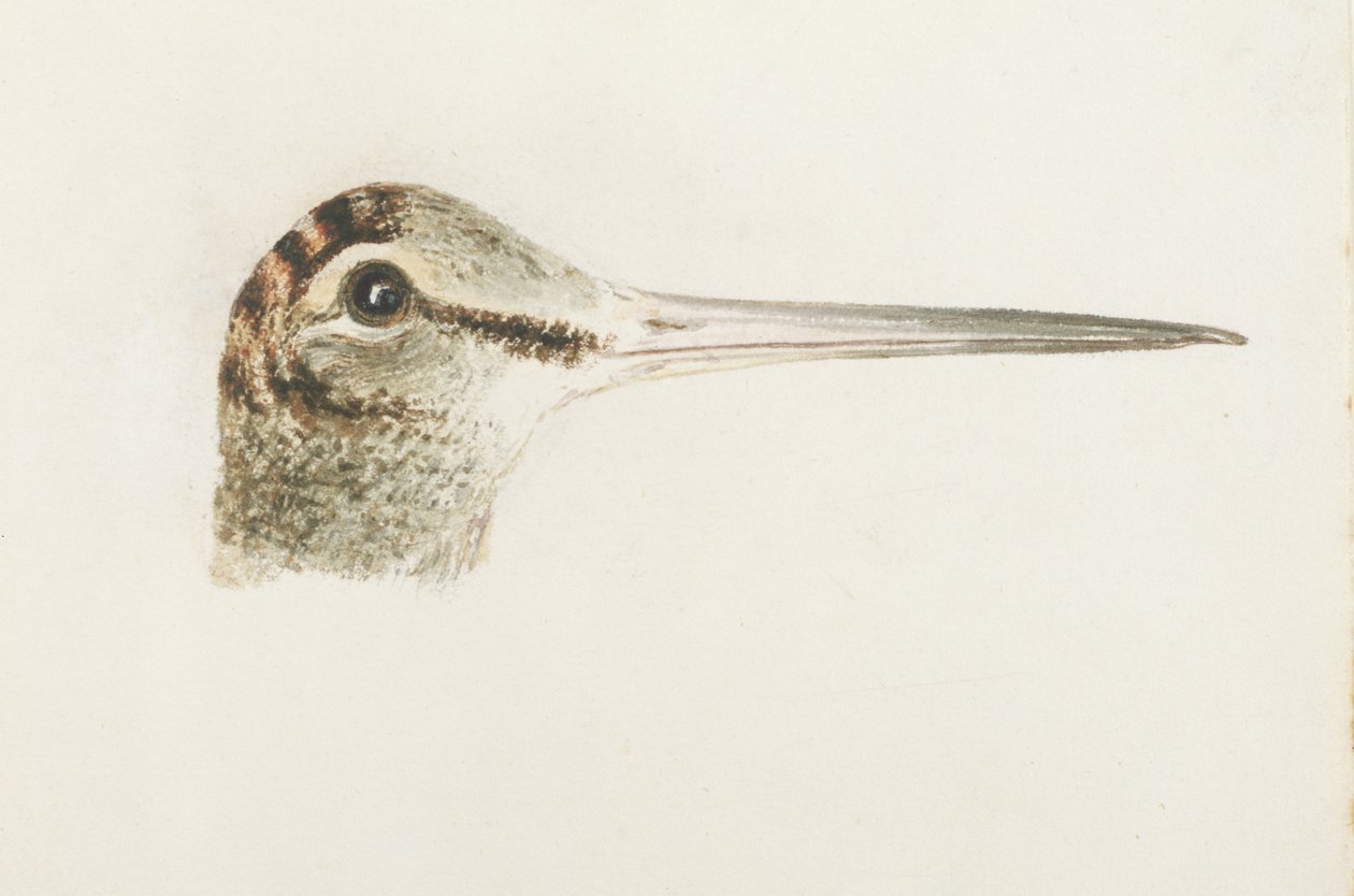 Woodcock, fra The Farnley Book of Birds, ca. 1816 (blyant og akvarel på papir) af Joseph Mallord William Turner