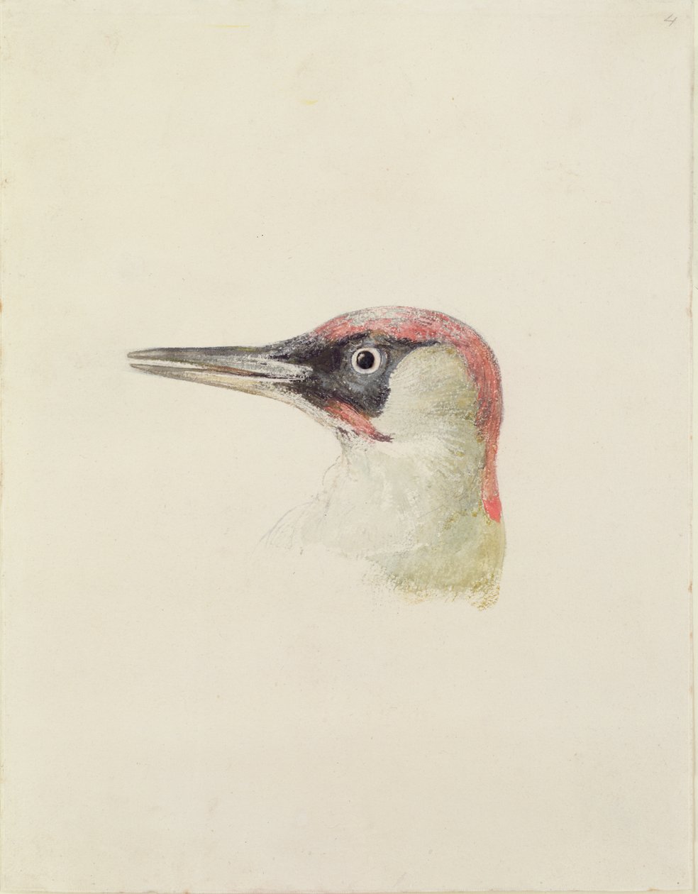 Spætte, fra The Farnley Book of Birds, ca. 1816 (blyant og akvarel på papir) af Joseph Mallord William Turner