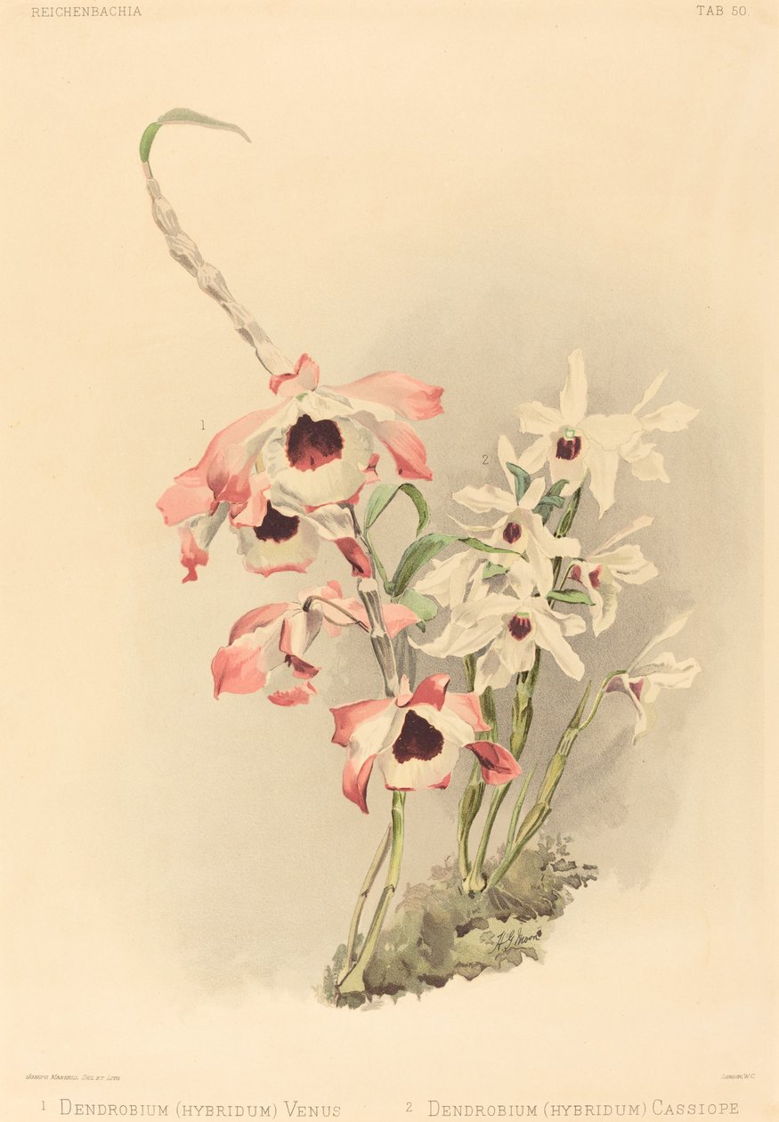 Dendrobium Hybridium Venus og Dendrobium Hybridium Cassiope. af Joseph Mansell