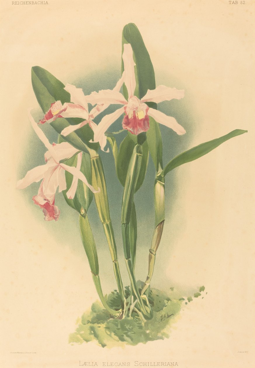 Laelia Elegans Schilleriana. af Joseph Mansell