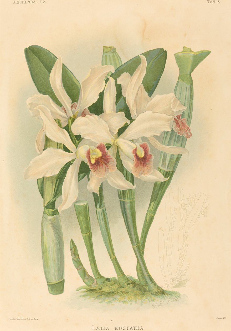 Laelia Euspatha. af Joseph Mansell