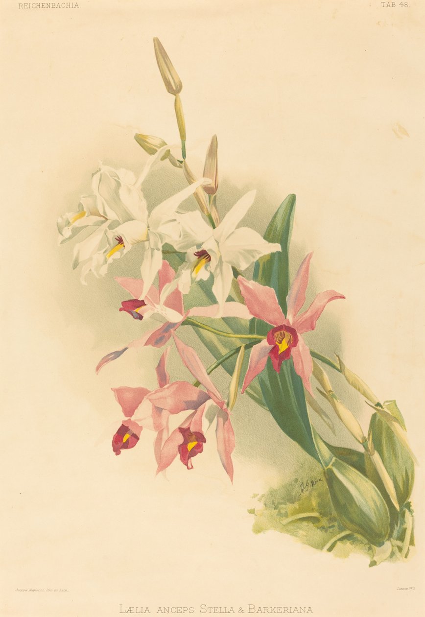Laelia Anceps Stella & Barkeriana af Joseph Mansell after Henry George Moon