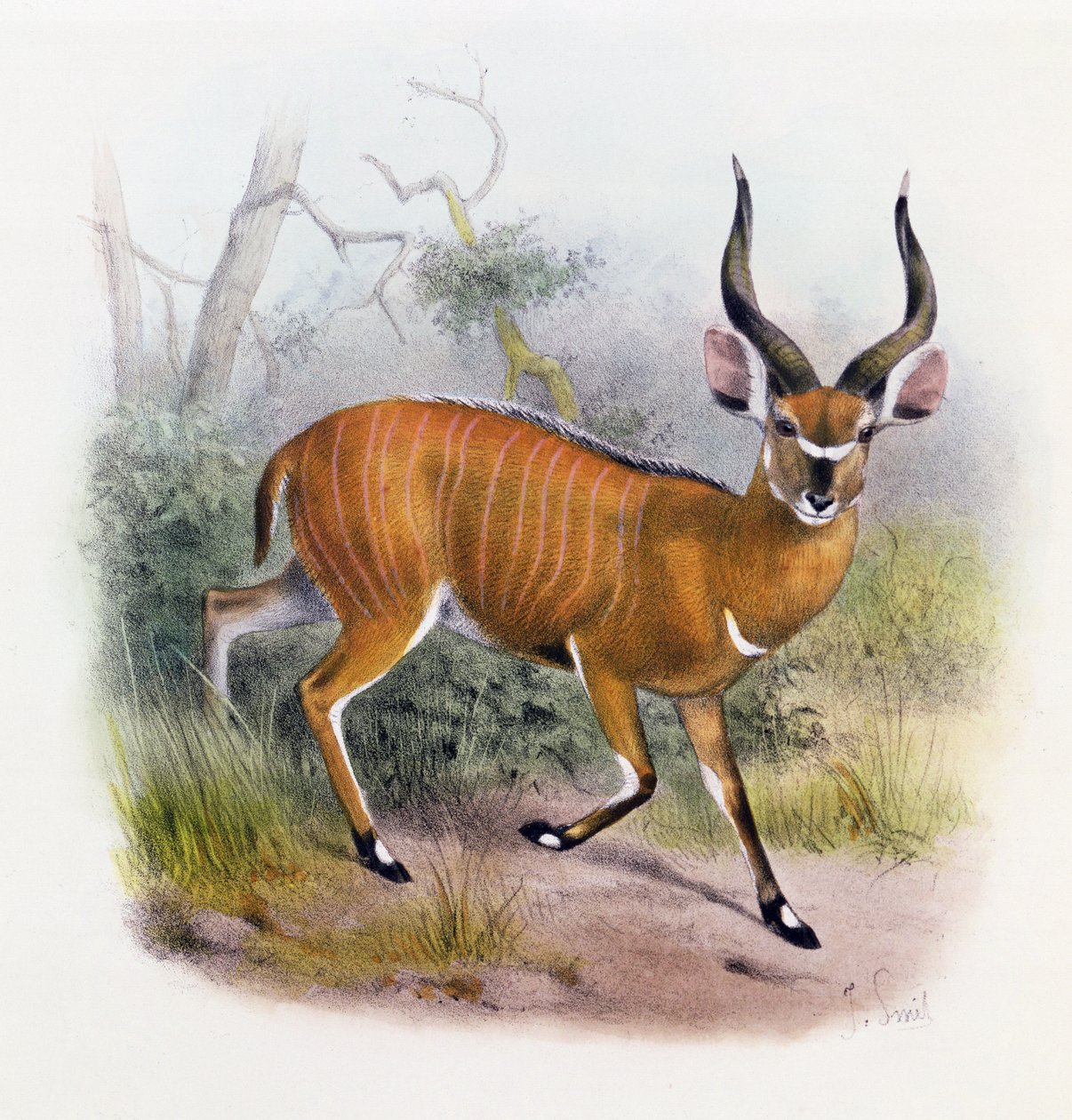 Den bredhornede antilope, fra 