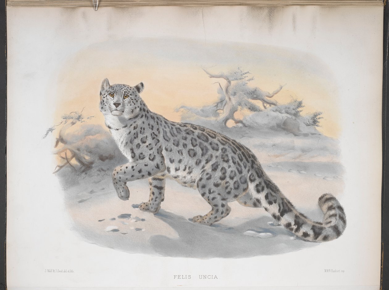 Felis uncia, Sneleopard, fra 
