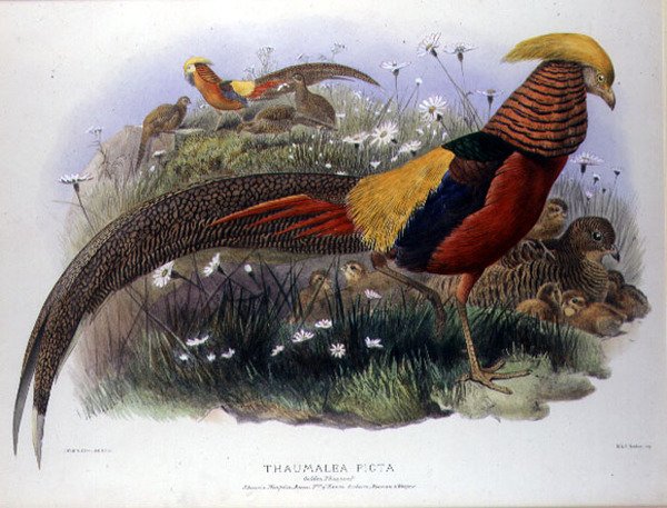 Thaumalea picta (Guldfasan) indgraveret af M. & N. Hanhart af Joseph and Smit J. Wolf