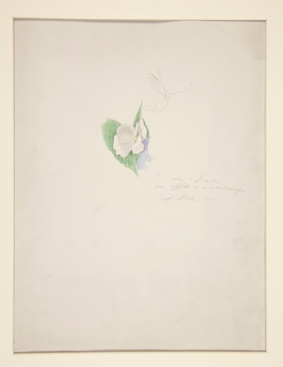 Blomst af Joseph Stella